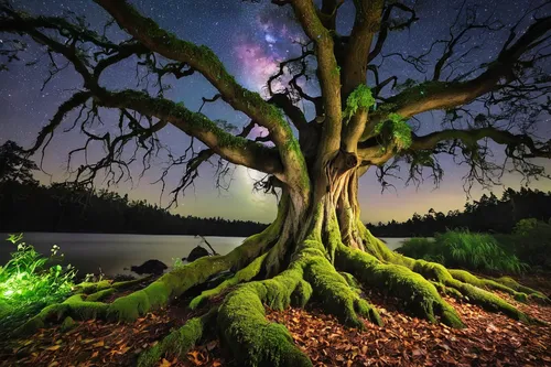 magic tree,celtic tree,tree and roots,the roots of trees,oak tree,isolated tree,flourishing tree,lone tree,forest tree,dragon tree,strange tree,enchanted forest,upward tree position,tree of life,old tree,star wood,astrophotography,tree moss,astronomy,tree torch,Conceptual Art,Fantasy,Fantasy 07