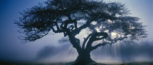 Describe a mystical hokka tree surrounded by shimmering mist.,creepy tree,magic tree,gum trees,argan tree,australian mist,argan trees,foggy forest,california live oak,isolated tree,olive tree,celtic t