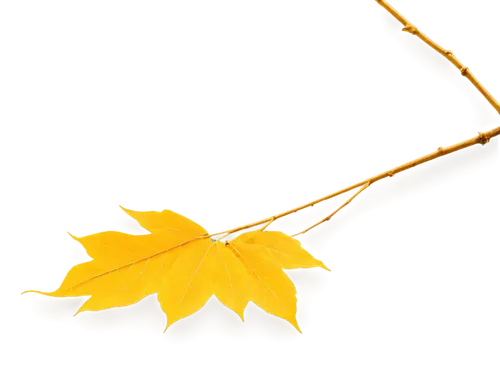 yellow maple leaf,yellow leaf,leaf background,autumn icon,golden leaf,yellow leaves,autumn background,suspended leaf,spring leaf background,fall leaf,autumn leaf,maple leave,ginkgo leaf,fallen leaf,maple foliage,leaves frame,oak leaf,autumn leaf paper,leaf branch,autumn frame,Illustration,Realistic Fantasy,Realistic Fantasy 24