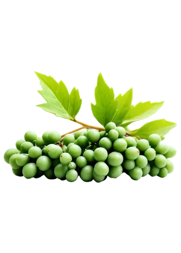 green grapes,patrol,green soybeans,green grape,spring leaf background,green,green wallpaper,pea,green background,unripe grapes,fragrant peas,peas,chlorella,aaaa,pea puree,cruciata,aaa,frozen vegetables,greenie,virescens,Illustration,Black and White,Black and White 10