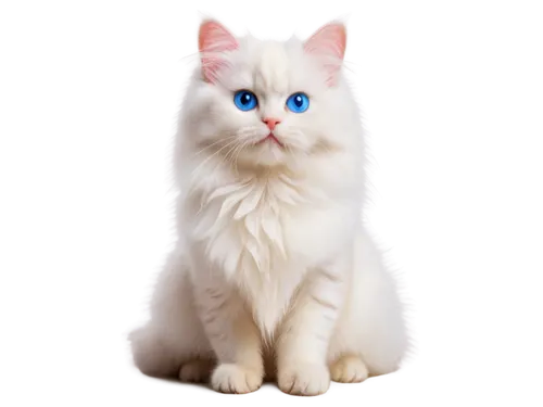 turkish angora,turkish van,cat with blue eyes,cat on a blue background,blue eyes cat,white cat,british longhair cat,japanese bobtail,birman,cat vector,domestic long-haired cat,breed cat,american curl,ragdoll,siberian cat,cat image,kurilian bobtail,cute cat,american bobtail,norwegian forest cat,Conceptual Art,Sci-Fi,Sci-Fi 21