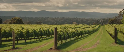 Time Out's guide to the Yarra Valley,southern wine route,wine country,vineyards,wine region,napa valley,vineyard,castle vineyard,napa,wine growing,wine-growing area,viticulture,grape plantation,sonoma