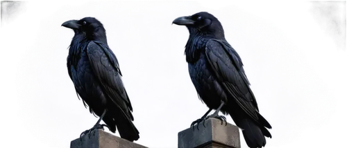 Raven, mysterious, black feathers, glossy plumage, sharp beak, piercing eyes, solo, perched, Gothic architecture background, midnight sky, full moon, misty atmosphere, dim lighting, 3/4 composition, s