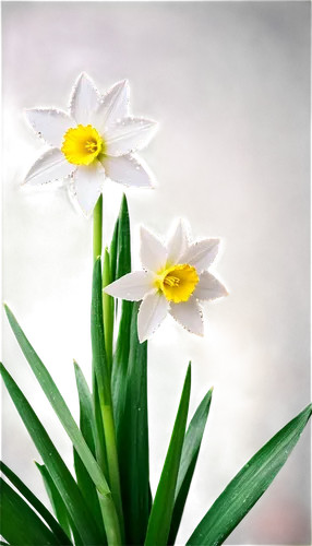 garden star of bethlehem,zephyranthes,narcissus,iridaceae,star of bethlehem,easter lilies,daffodils,jonquils,spring flowers,spring bloomers,shasta daisy,spring flower,daff,daffyd,narcissus of the poets,narcissus pseudonarcissus,linanthus,narciso,tulipa,white daisies,Photography,Documentary Photography,Documentary Photography 02