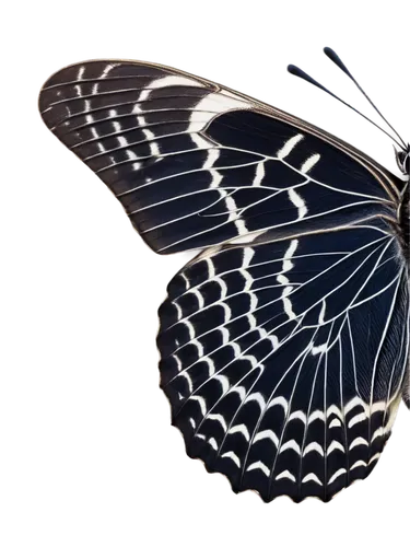 glass wing butterfly,butterfly vector,butterfly isolated,birdwing,glass wings,butterfly wings,derivable,bird wing,blue butterfly background,butterfly background,forewing,graphium,winged insect,isolated butterfly,euploea,hindwings,ornithoptera,butterfly,gradient mesh,morphos,Illustration,Paper based,Paper Based 28