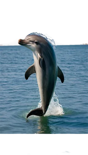 white-beaked dolphin,bottlenose dolphin,common bottlenose dolphin,wholphin,spotted dolphin,spinner dolphin,bottlenose dolphins,rough-toothed dolphin,dolphin swimming,short-beaked common dolphin,common dolphins,oceanic dolphins,a flying dolphin in air,porpoise,tursiops truncatus,dusky dolphin,dolphin,striped dolphin,northern whale dolphin,cetacean,Photography,Documentary Photography,Documentary Photography 18