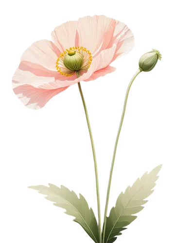 cosmos flower,cosmea,gerbera flower,gerbera,flower background,japanese anemone,flower wallpaper,pink poppy,pink cosmea,flowers png,poppy anemone,klatschmohn,gerbera flower pink,chrysanthemum background,cosmos autumn,cosmos flowers,coneflowers,summer anemone,coneflower,pink anemone,Illustration,Japanese style,Japanese Style 06