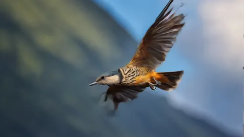 bird in flight,rufous hummingbird,bird flying,hoatzin,american kestrel,rufous,bird flight,bird illustration,flying tern,cape weaver,microraptor,colibri,hummingbirds,birds in flight,american robin,western bluebird,confuciusornis,aguila,flycatcher,bird perspective,Photography,General,Natural