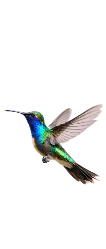 colibri,humming bird,alcedo,alcedo atthis,chryssides,green-tailed emerald,glass wings,gouldian,calliope hummingbird,banded demoiselle,humming birds,humming bird moth,flit,bird wing,hummingbirds,puffleg,bird hummingbird,vuelo,bird fly,bee hummingbird,Illustration,Retro,Retro 13