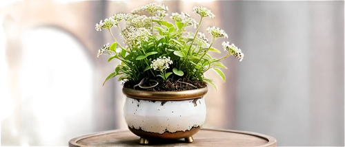 potted plant,flowerpot,potted flowers,garden pot,wooden flower pot,flower vase,flower pot,container plant,bag of gypsophila,garden cress,aromatic herbs,alyssum,ornithogalum,ornamental plant,aromatic plant,vervain,gypsophila,artificial flower,androsace rattling pot,pot plant,Conceptual Art,Fantasy,Fantasy 25