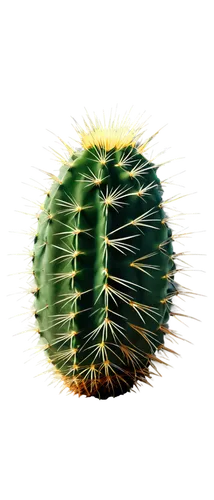 Prickly green cactus, solo, desert plant, thick stem, sharp spines, vibrant green skin, rounded shape, natural texture, morning sunlight, soft shadows, 3/4 composition, shallow depth of field, warm co