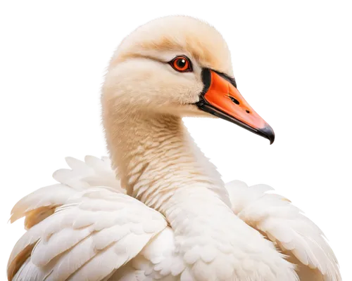 White swan, close-up, feathers detailed, orange beak, black eyes, slender neck, soft plumage, ruffled feathers, morning light, shallow depth of field, 3/4 composition, warm color tone, cinematic light