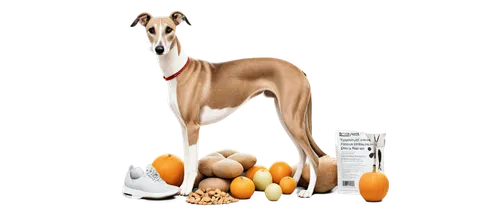 sighthound,sighthounds,lurcher,whippets,galgo,basenji,borzoi,saluki,galga,greyhound,dogana,dog illustration,pupkin,indian dog,doggart,oorang,pupillidae,kangaroo,delahoussaye,kemelman,Unique,Design,Knolling