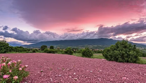 provence,mount etna,pink grass,pollino,flower field,vosges-rose,field of flowers,blanket of flowers,flowers field,tuscany,mount vesuvius,pink dawn,peloponnese,purple landscape,south france,landscape photography,landscape rose,blooming field,poppy fields,pink clover,Photography,General,Realistic