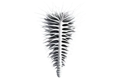 spines,spiny,chicken feather,peacock feather,spiky,feather bristle grass,card thistle,porcupine,hawk feather,frond,lamella,pigeon feather,bird feather,hair comb,spear thistle,citronella,cockscomb,new world porcupine,spine,maguey worm,Illustration,Black and White,Black and White 01