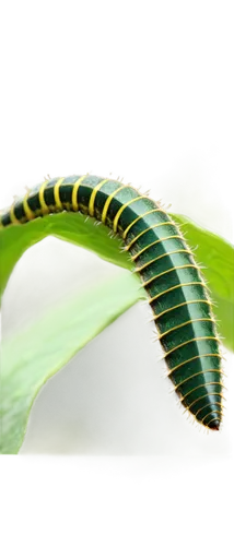 fern leaf,tropical leaf,swallowtail caterpillar,green tree snake,palm leaf,leaf fern,boomslang,jungle leaf,wakefern,millipede,caterpillar,green snake,garbarnia,phelsuma,chloroplast,green leaf,chloropaschia,blechnum,biomimicry,pteris,Illustration,Paper based,Paper Based 21