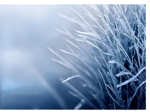 snowflake background,winter background,silver grass,reed grass,reeds wintry,frostiness,frost,ornamental grass,needlegrass,frosts,ice crystal,ground frost,hoarfrost,winter wheat,winterization,wheat grasses,switchgrass,long grass,crystallize,blue snowflake,Illustration,Paper based,Paper Based 20