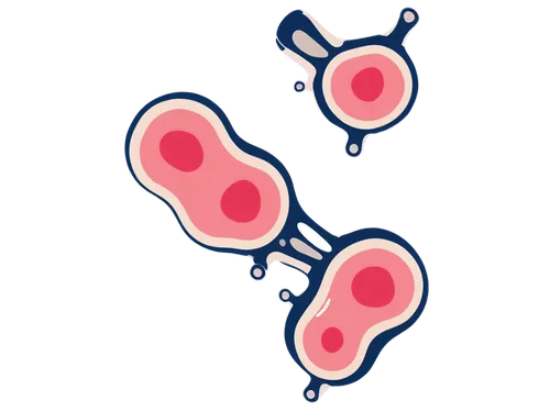 Microscopic sweat gland, detailed illustration, glandular structure, tubular shape, secretory cells, myoepithelial cells, basal lamina, apocrine sweat gland, eccrine sweat gland, microscopic view, 4/3