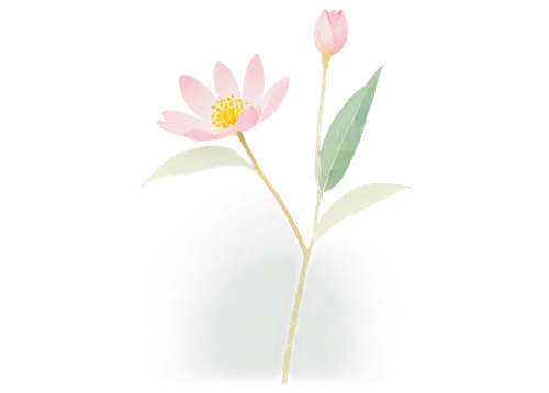 flowers png,zephyranthes,ikebana,grass lily,autumnalis,minimalist flowers,tuberose,pond flower,elven flower,flower background,single flower,flower illustration,small flower,grass blossom,lotus png,epilobium,flower illustrative,palm lily,frame flora,grape-grass lily,Art,Artistic Painting,Artistic Painting 28