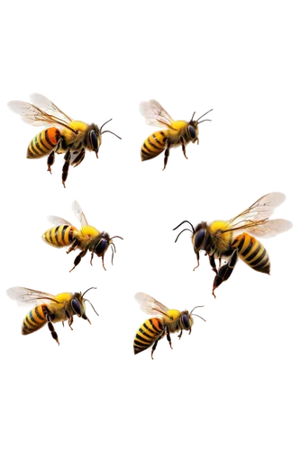 drone bee,hoverflies,bees,vespula,wasps,honey bees,honeybees,buzzcocks,bee,butterflyer,swarm,swarm of bees,polistes,abejas,beekeepers,bumblebees,buterflies,two bees,apiculture,colletes,Photography,Fashion Photography,Fashion Photography 14