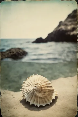 Create a poem capturing the beauty and elegance of a spiny sea shell found deep within a mysterious underwater cave.,spiny sea shell,sea shell,seashell,beach shell,seashells,shell,bivalve,shells,conch