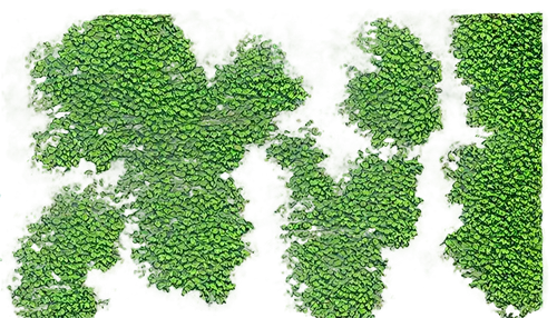 water spinach,houseleek,chloropaschia,cactus digital background,stomata,asparagaceae,azolla,broccoli,parsley leaves,brassica,fern leaf,nymphaeaceae,microalgae,green wallpaper,broccolini,leaf fern,pteris,brocoli broccolli,lettuce leaves,chlorophyll,Art,Artistic Painting,Artistic Painting 21