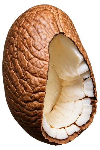 cocos nucifera,indian almond,almond,aegle marmelos,walnuts,acorn,brazil nut,coconut,acrid chestnut,walnut,nutmeg,chestnut röhling,aesculus,almond nuts,king coconut,rock pear,coconut shell,tree nut,organic coconut,kelapa,Illustration,Vector,Vector 04