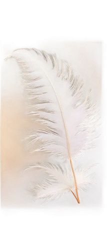 Delicate feather, white, fluffy, soft texture, gentle curves, detailed edges, solo, close-up, macro shot, natural light, shallow depth of field, warm color tone, bokeh background.,white feather,swan f