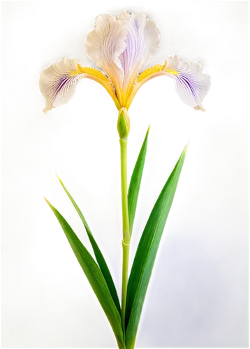 iris japonica,irises,algerian iris,wild iris,flowers png,iris versicolor,swamp iris,laelia,iris,lisianthus,gladiolus,moth orchid,cattleya,laelia albida,laelia crispa,purple irises,orchid flower,tasmanian flax-lily,cattleya rex,orchid,Illustration,Vector,Vector 16