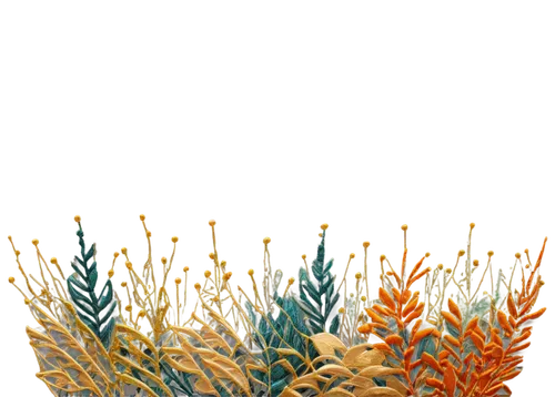 feather coral,acropora,ramaria,qin leaf coral,flowers png,soft coral,soft corals,meadow coral,desert coral,nudibranch,coral reef,wheat celosia,corals,coral fish,seaweeds,desert plants,desert plant,sea carnations,ornamental grass,watercolor cactus,Illustration,Vector,Vector 13