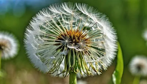 A dandelion is close, showing its slender stems and fluffy catkins, like a white flower.,dandelions,common dandelion,dandelion flower,dandelion seeds,dandelion,dandelion background,flying dandelions,t