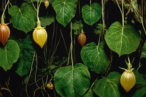 Imagine a thrilling adventure in a dense jungle filled with carnivorous physalis peruviana plants.,ornamental gourds,physalis peruviana,physalis alkekengi,figleaf gourd,physalis,still physalis life,so