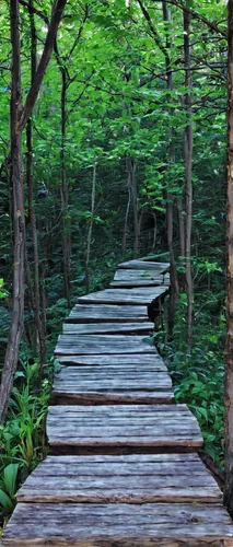 Write a suspenseful story involving an unexpected twist.,wooden path,forest path,wooden bridge,tree top path,pathway,hiking path,log bridge,nature trail,highline trail,wooden track,northern hardwood f