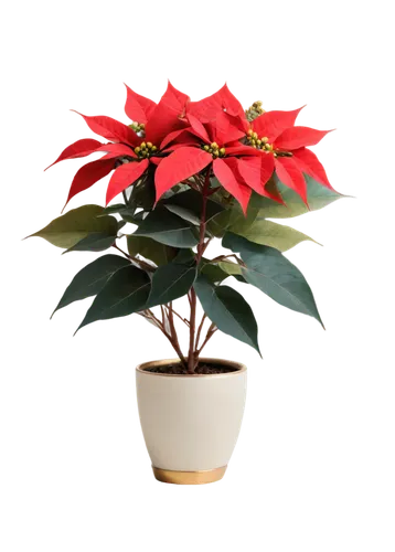 poinsettia,xmas plant,poinsettias,christmas flower,poinsettia flower,potted tree,flower of christmas,potted plant,santan,ornamental plant,flower christmas,decorative bush,red gift,houseplant,seasonal tree,christmas colors,burning bush,christmasbackground,christmas motif,maple tree in pot,Art,Artistic Painting,Artistic Painting 09