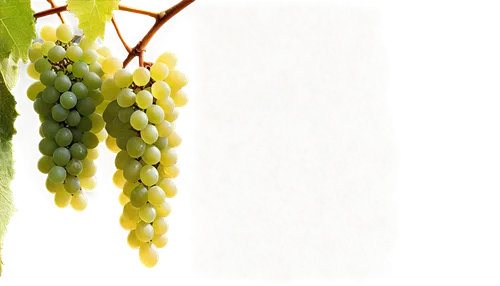 white grapes,unripe grapes,viognier grapes,wine grapes,grape seed extract,grape seed oil,grapes icon,table grapes,wine grape,grapes,vineyard grapes,green grapes,grape vine,fresh grapes,grapevines,bunch of grapes,green grape,currant decorative,gold currant,grape hyancinths,Unique,Design,Character Design