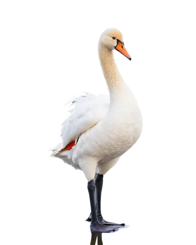 gooseander,ornamental duck,trumpeter swan,rockerduck,gwe,swan,bird png,trumpet of the swan,lameduck,water bird,mute swan,branta,nile goose,swanning,white swan,brahminy duck,reiger,eastern white pelican,the head of the swan,larus,Conceptual Art,Fantasy,Fantasy 20