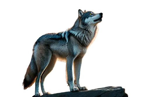 south american gray fox,vulpes vulpes,canis lupus,czechoslovakian wolfdog,canis lupus tundrarum,coyote,grey fox,european wolf,red wolf,canidae,wolfdog,kunming wolfdog,tamaskan dog,saarloos wolfdog,howling wolf,gray wolf,wolf,patagonian fox,animal figure,kit fox,Art,Classical Oil Painting,Classical Oil Painting 24