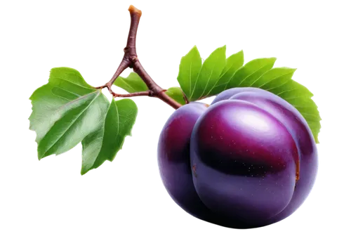 brinjal,eggplant,eggplants,egg plant,jamun,purple mangosteen,colada morada,purple chestnut,plum,grape pergel,european plum,wall,grape seed extract,grape hyancinths,mangosteen,fig,syzygium,grape,tamarillo,davidson's plum,Conceptual Art,Sci-Fi,Sci-Fi 02