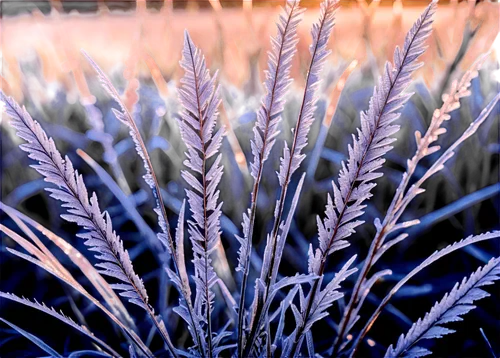 Frosty morning scene, delicate ice crystals, intricate patterns, frozen grass blades, winter landscape, soft focus, shallow depth of field, warm color tone, cinematic lighting, close-up shot, macro ph