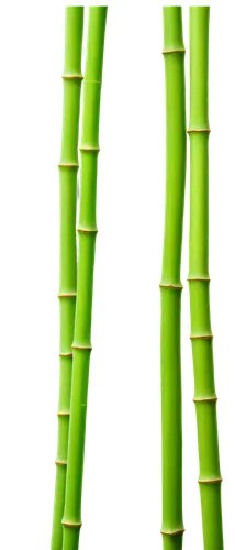 Bamboo stick, slender shape, node joints, smooth surface, natural texture, green color tone, subtle highlights, soft focus, close-up composition, shallow depth of field, warm lighting.,bamboo plants,b