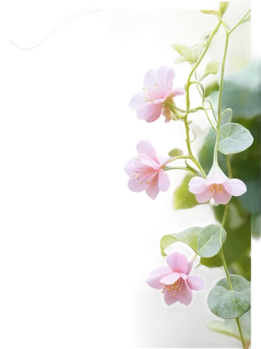 Delicate flower vines, curly tendrils, pink and white petals, soft green leaves, winding stems, intricate details, morning dew drops, gentle sunlight, warm color tone, shallow depth of field, cinemati