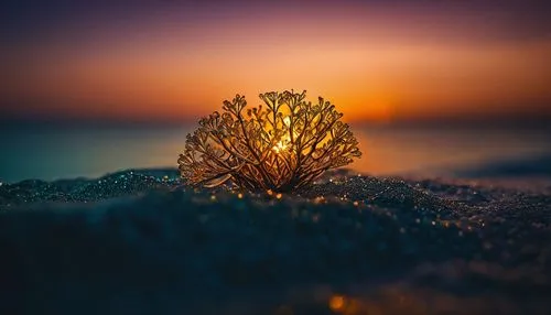 frozen morning dew,the first frost,isolated tree,winter magic,winter tree,morning frost,ice landscape,hoarfrost,winter light,small tree,frost bubble,first light,ground frost,winter background,frost,frostiness,winter dream,frozen ice,lone tree,glow of light,Photography,General,Fantasy