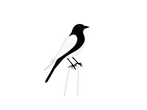 a drawing of a black and white bird perched on top of a nch,forktail,bird illustration,common stilt,female silhouette,bird drawing,longicornis,Design Sketch,Design Sketch,Rough Outline