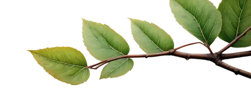 salix mount aso,syzygium malaccense,syzygium,bay-leaf,bay leaf,lemon myrtle,leaf branch,gum leaves,syzygium aromaticum,walnut leaf,spring leaf background,diospyros,terminalia catappa,leaves,curry leaves,salix caprea,mountain alder,grey alder,foliage leaf,morinda citrifolia,Illustration,Abstract Fantasy,Abstract Fantasy 19