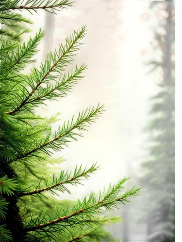 spruce needles,fir needles,coniferous,fir forest,coniferous forest,fir tree silhouette,douglas fir,evergreen trees,fir-tree branches,evergreens,spruce trees,conifer,fir trees,pine needle,background bokeh,ferns,spruce forest,fir tree,fir branches,metasequoia,Conceptual Art,Daily,Daily 03