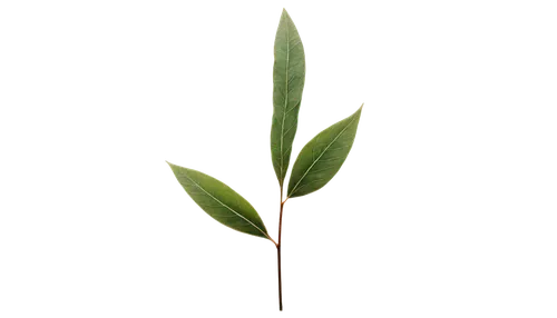 Tall weed plant, delicate stem, intricate leaf details, dark green foliage, slender branches, subtle texture, soft natural light, warm color tone, shallow depth of field, cinematic composition, 3/4 vi