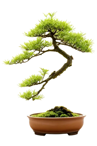 Bonsai tree, small, ornamental, Japanese style, ceramic pot, twisted branches, green leaves, moss covered, water mist effect, morning dew, soft natural light, shallow depth of field, warm color tone, 