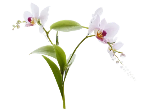 Orchid, exotic flower, delicate petals, white and purple colors, intricate patterns, slender stem, green leaves, water droplets, soft focus, shallow depth of field, warm lighting, 3/4 composition, clo