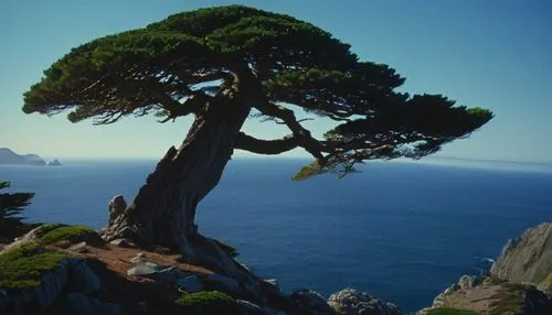 Farallon islands pine tree, windy, distant ocean, wildstyle bonsai, Andrew Macara,  Lawren Harris, Arthur Lismer, J. E. H. MacDonald, outstanding composition, dramatic light and colors, Frederick Varl