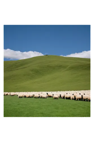 sheepherding,sheepfold,castelluccio,shearlings,sheepshanks,sheared sheep,pastureland,merino sheep,shepherding,transhumance,shepherded,a flock of sheep,shear sheep,grassland,sheep wool,sheepherder,sheeps,flock of sheep,wool sheep,pasturelands,Illustration,Abstract Fantasy,Abstract Fantasy 09